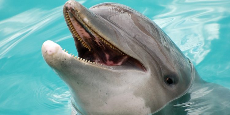 Swimming with Dolphins in Mexico