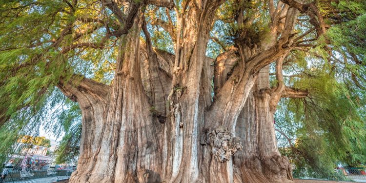 El Tule Tree, Oaxaca