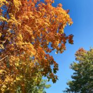 The leaves of a tree in the sky.