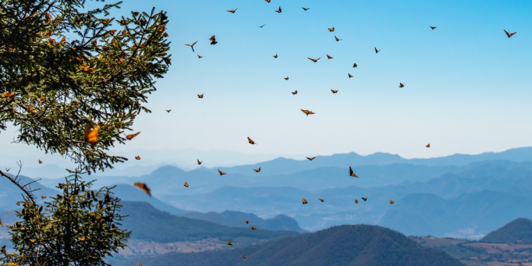 Monarch Butterflies mountain scene