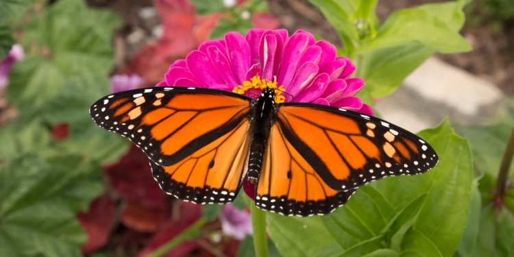 Monarch Butterflies in Mexico