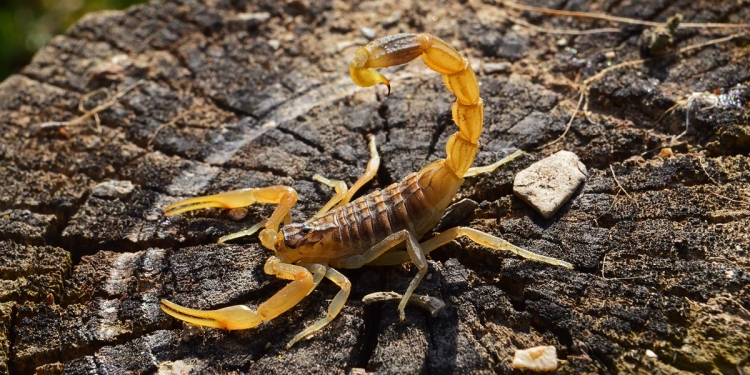 Scorpion on tree stump in the wild