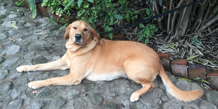 Dog in Mexico