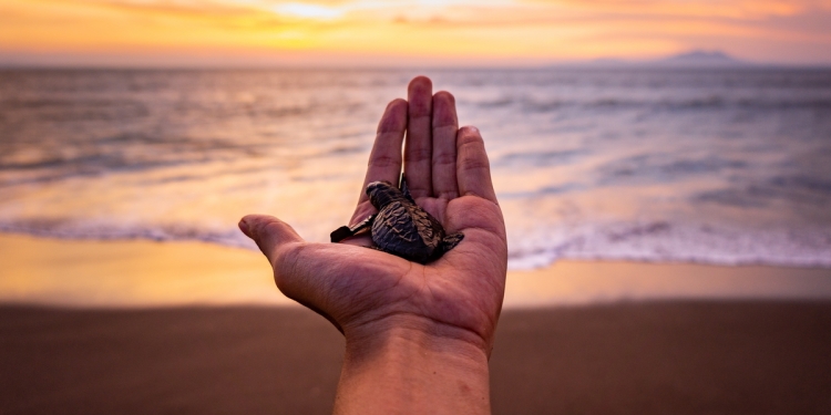 Volunteer helping to release a sea turtle back into the wild