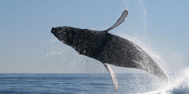 Whale Watching in Mexico